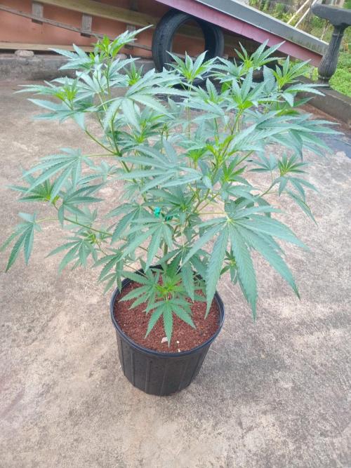 Gary Sherbert. Week 7