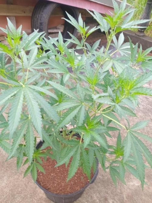 Biscotti Gelato. Week 7