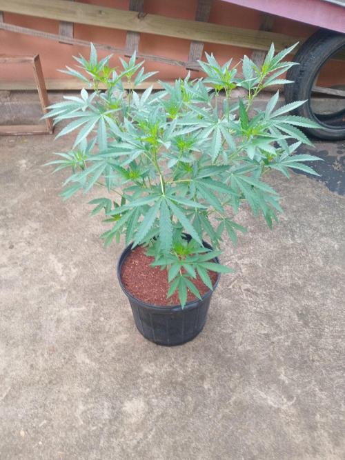 Biscotti Gelato. Week 7