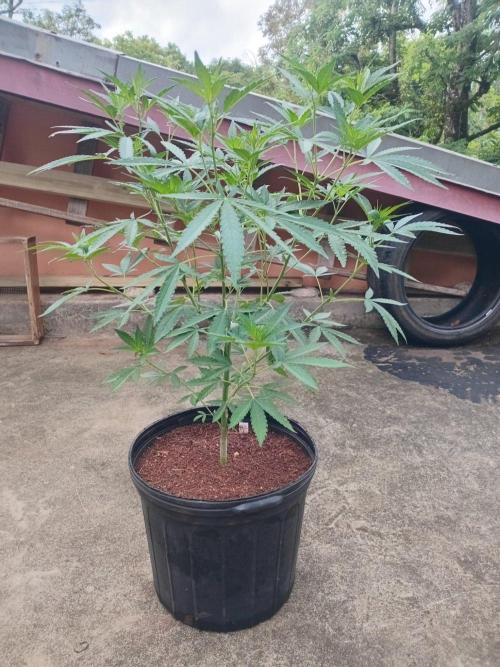 Biscotti Gelato. Week 7