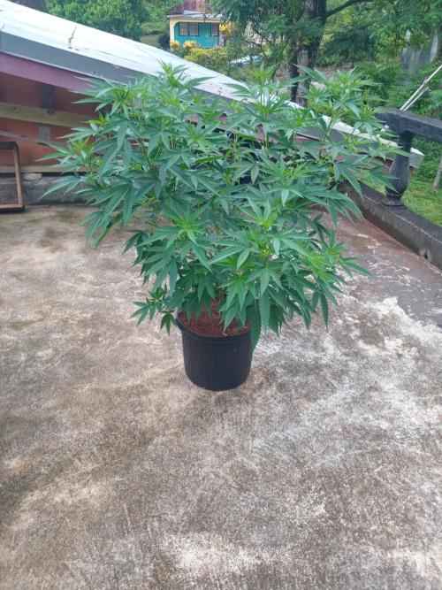 . Week 8