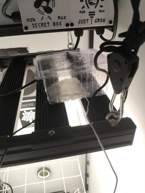 Cookie Casket in SecretBox. Week 0 - проращивал на теплой лампе