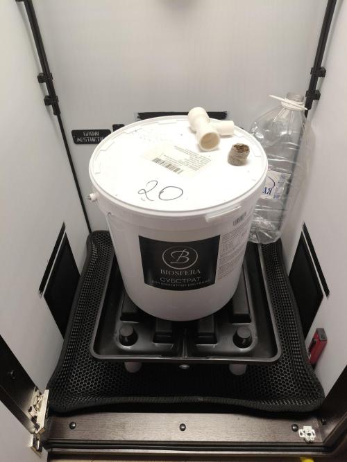 Cookie Casket in SecretBox. Week 0