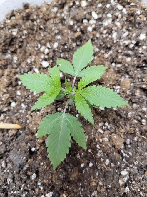 Cookie Casket in SecretBox. Week 2