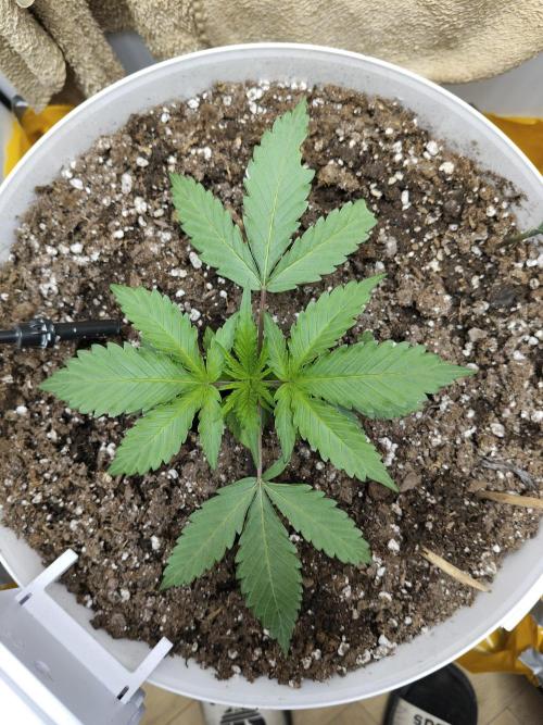 Cookie Casket in SecretBox. Week 3