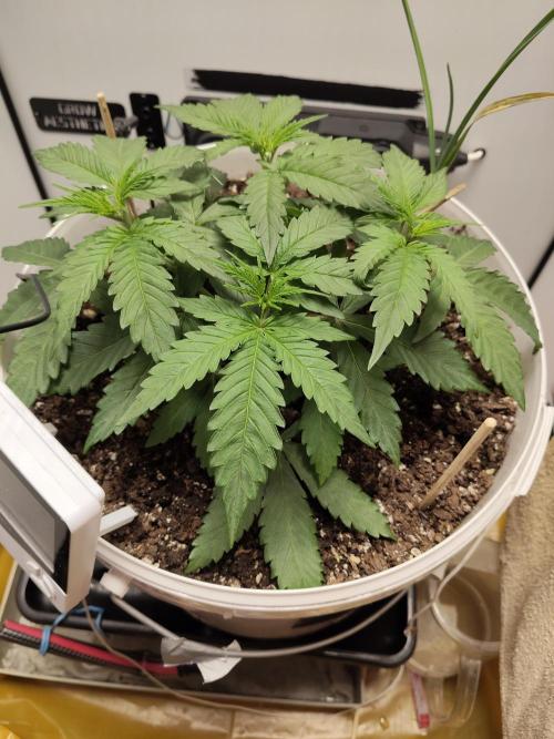 Cookie Casket in SecretBox. Week 3