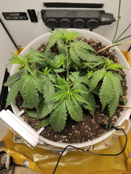 Cookie Casket in SecretBox. Week 4