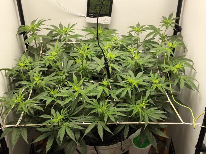 Cookie Casket in SecretBox. Week 7