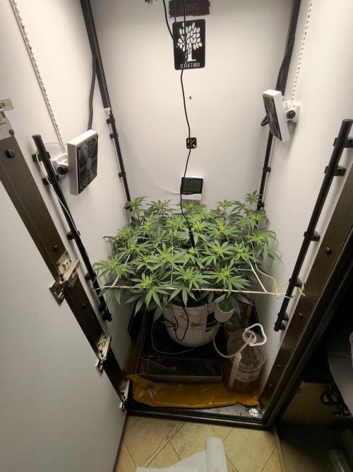 Cookie Casket in SecretBox. Week 7