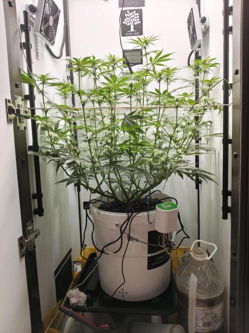 Cookie Casket in SecretBox. Week 8