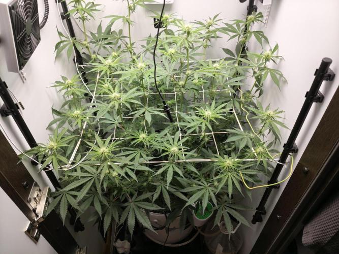 Cookie Casket in SecretBox. Week 8