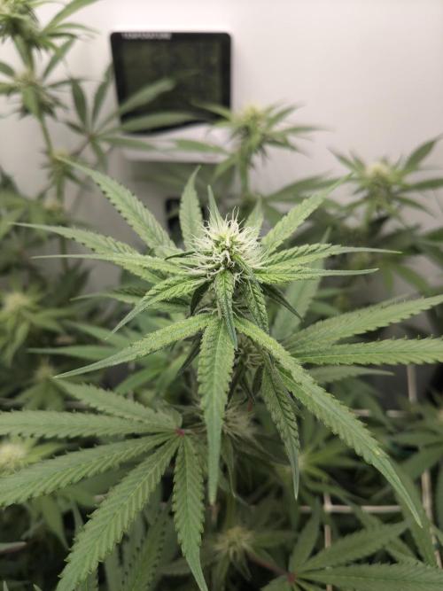 Cookie Casket in SecretBox. Week 9