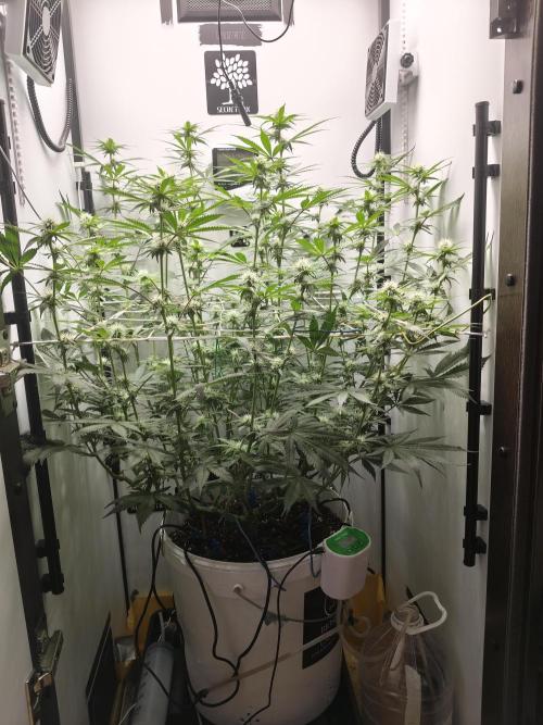 Cookie Casket in SecretBox. Week 9