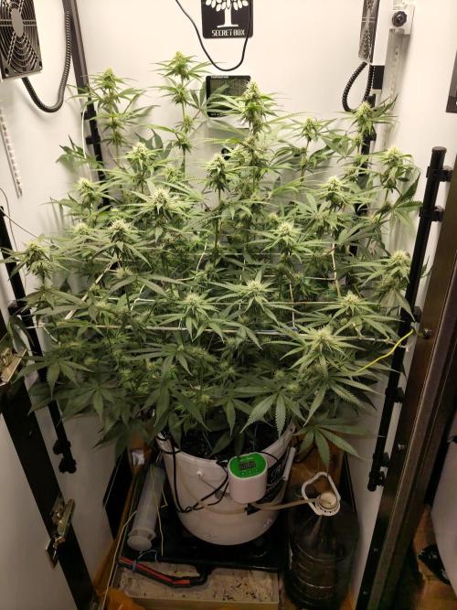 Cookie Casket in SecretBox. Week 9