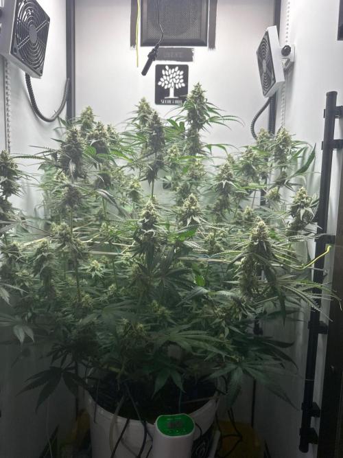 Cookie Casket in SecretBox. Week 12