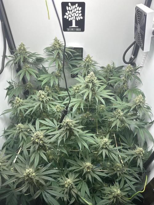 Cookie Casket in SecretBox. Week 12