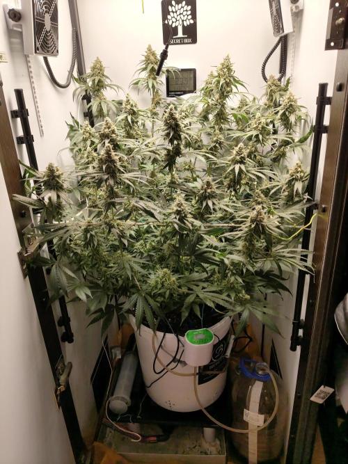 Cookie Casket in SecretBox. Week 13