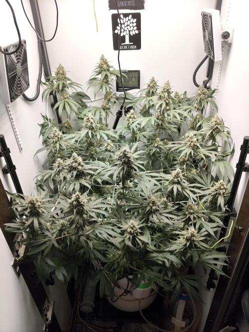 Cookie Casket in SecretBox. Week 13