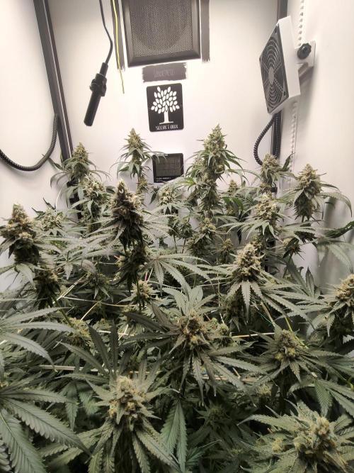 Cookie Casket in SecretBox. Week 13