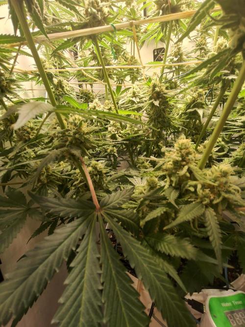 Cookie Casket in SecretBox. Week 13