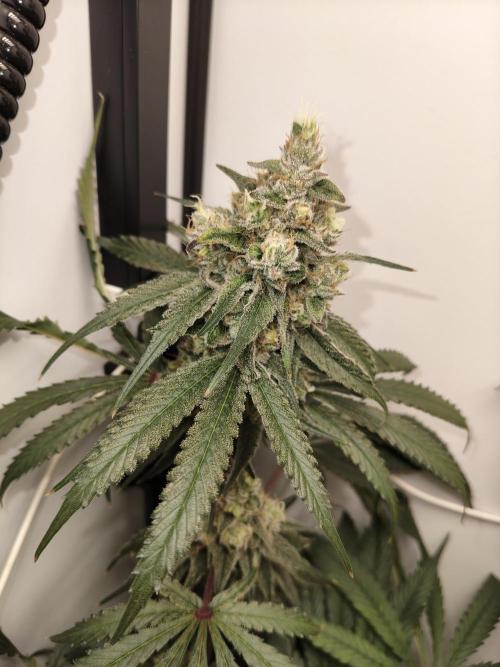 Cookie Casket in SecretBox. Week 13