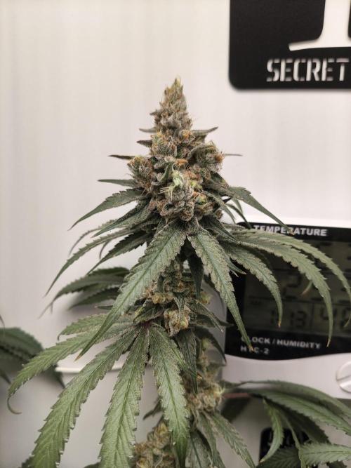 Cookie Casket in SecretBox. Week 14