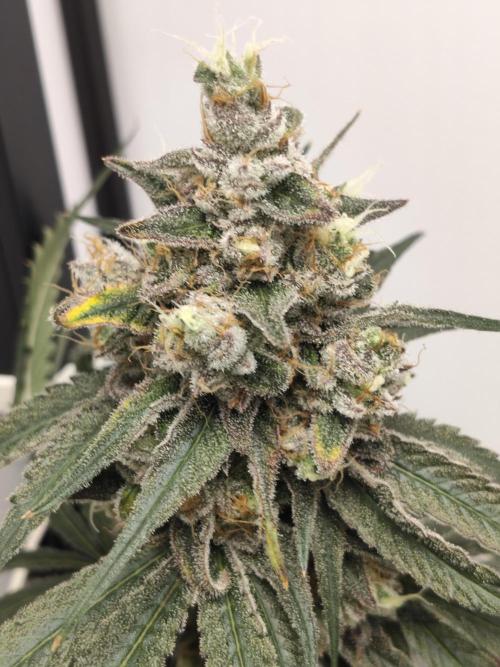 Cookie Casket in SecretBox. Week 14