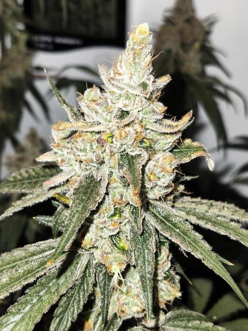 Cookie Casket in SecretBox. Week 15