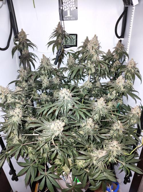 Cookie Casket in SecretBox. Week 15