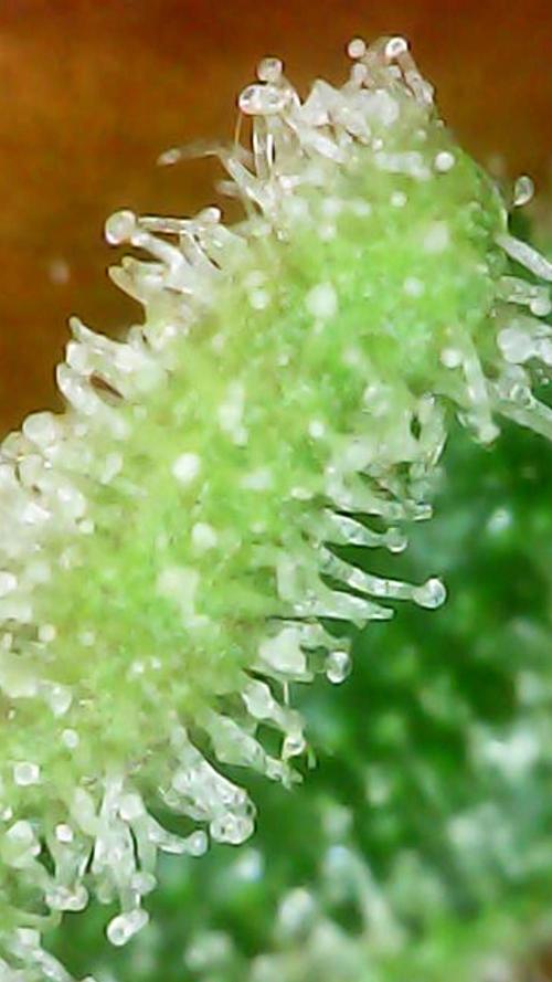 Cookie Casket in SecretBox. Week 15