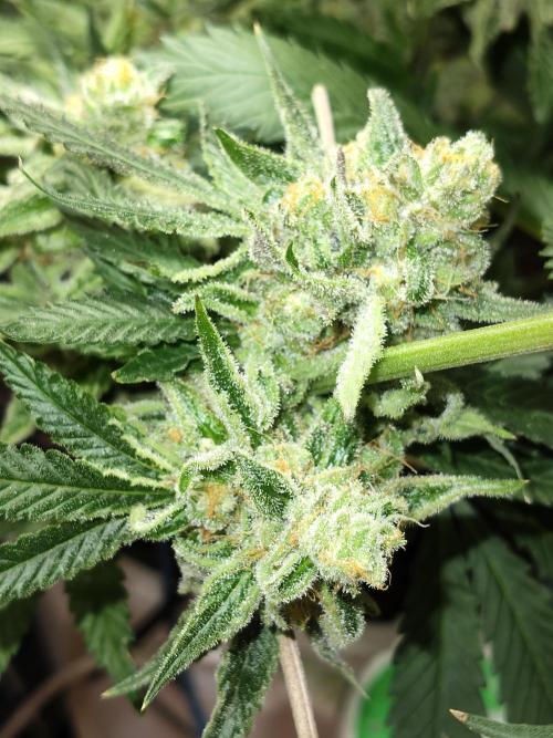 Cookie Casket in SecretBox. Week 15