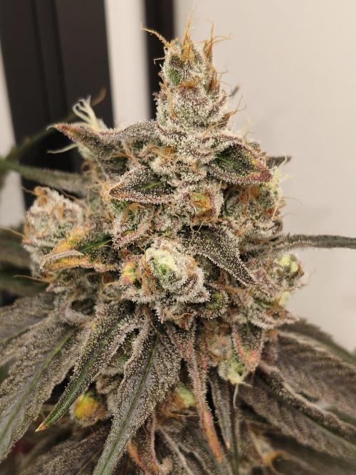 Cookie Casket in SecretBox. Week 15