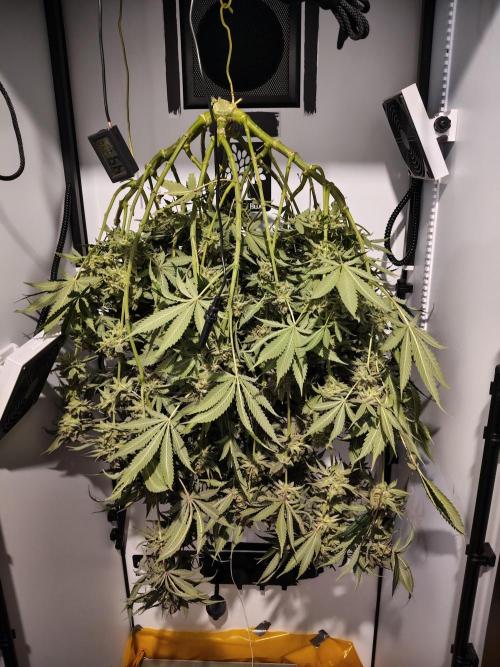 Cookie Casket in SecretBox. Week 16