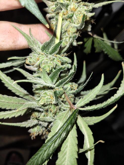 Cookie Casket in SecretBox. Week 16