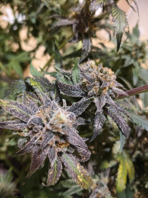 Cookie Casket in SecretBox. Week 16