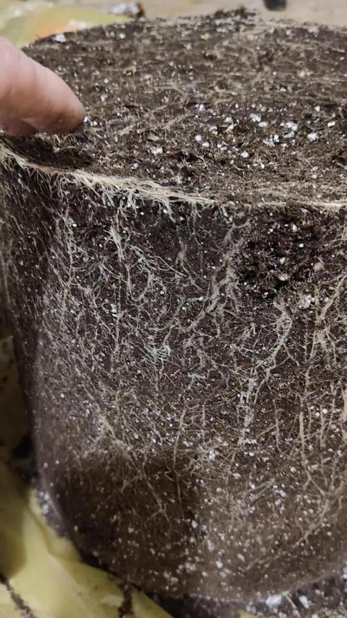 Cookie Casket in SecretBox