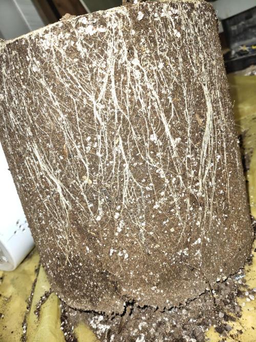 Cookie Casket in SecretBox. Week 16