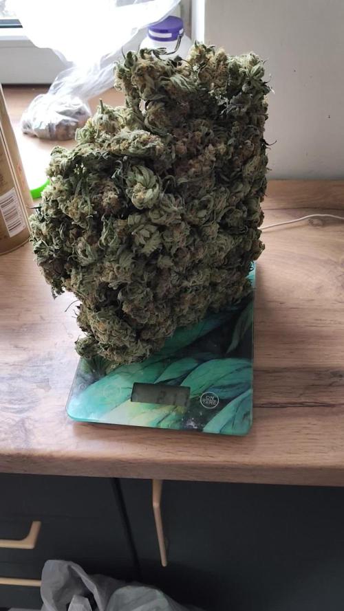 Cookie Casket in SecretBox