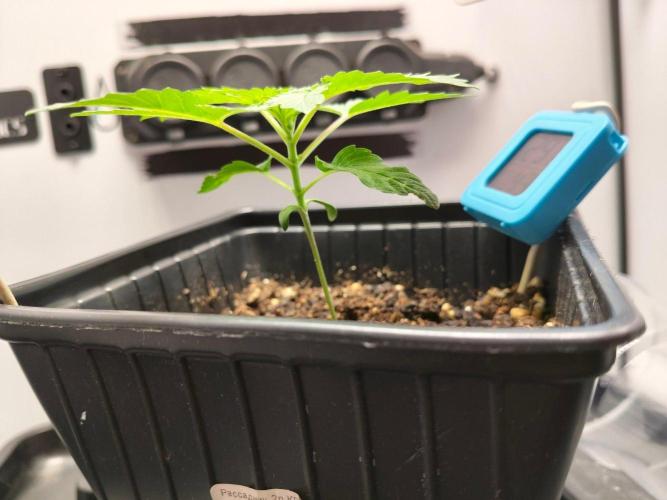 Hindu Kush in SecretBox + Osmocote. Week 3