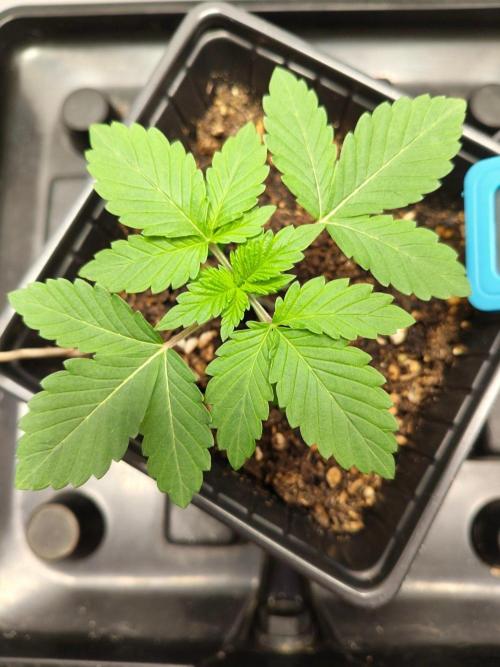 Hindu Kush in SecretBox + Osmocote. Week 3