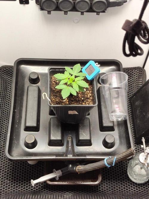 Hindu Kush in SecretBox + Osmocote. Week 3