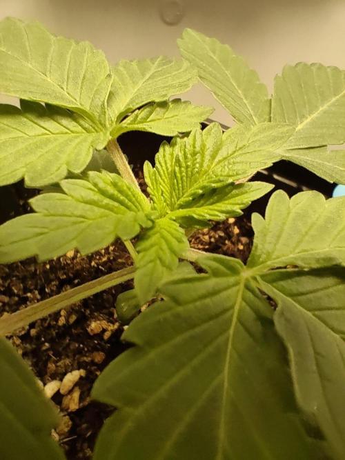 Hindu Kush. Week 3