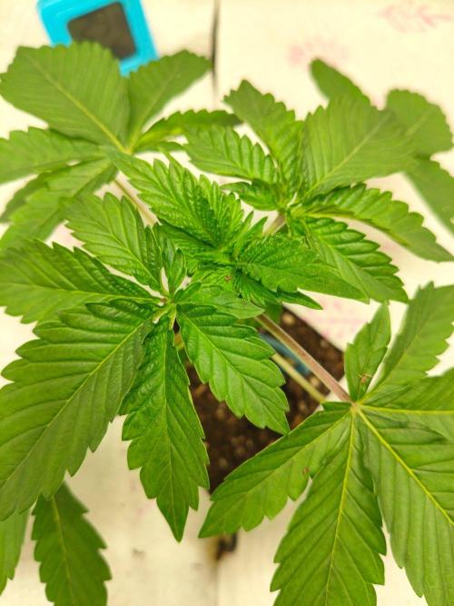 Hindu Kush in SecretBox + Osmocote. Week 4