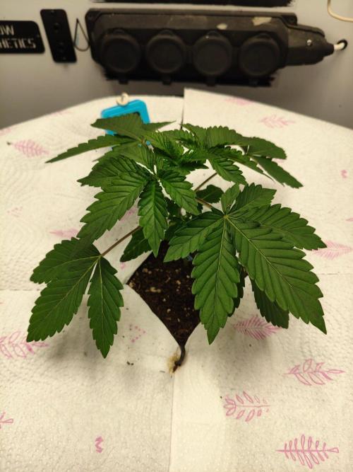 Hindu Kush in SecretBox + Osmocote. Week 4