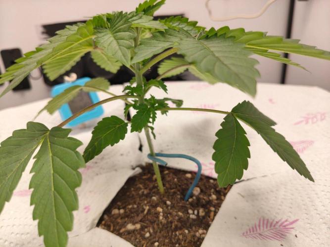 Hindu Kush in SecretBox + Osmocote. Week 4