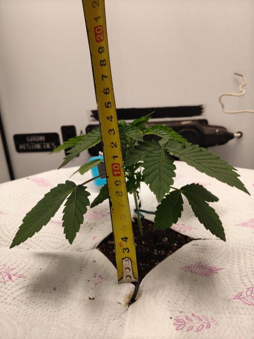 Hindu Kush. Week 4