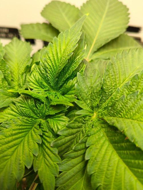 Hindu Kush in SecretBox + Osmocote. Week 5