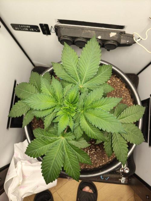 Hindu Kush in SecretBox + Osmocote. Week 5