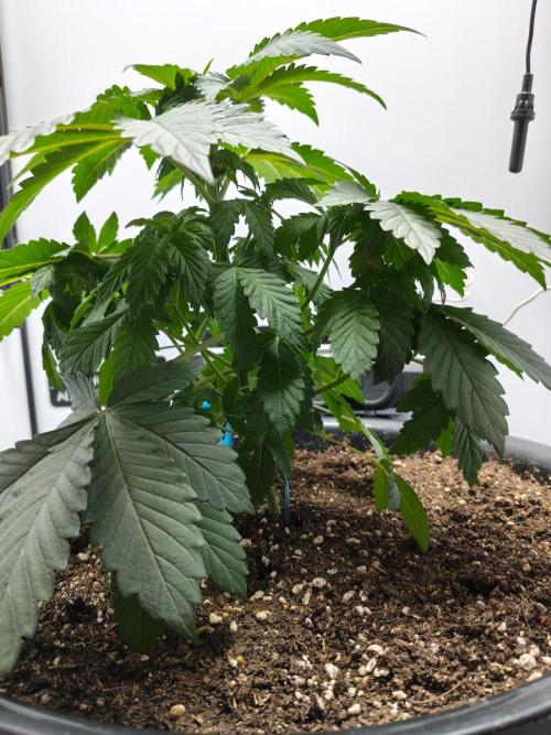 Hindu Kush in SecretBox + Osmocote. Week 5