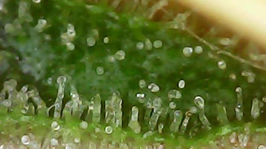 Cookie Casket in SecretBox. Week 15